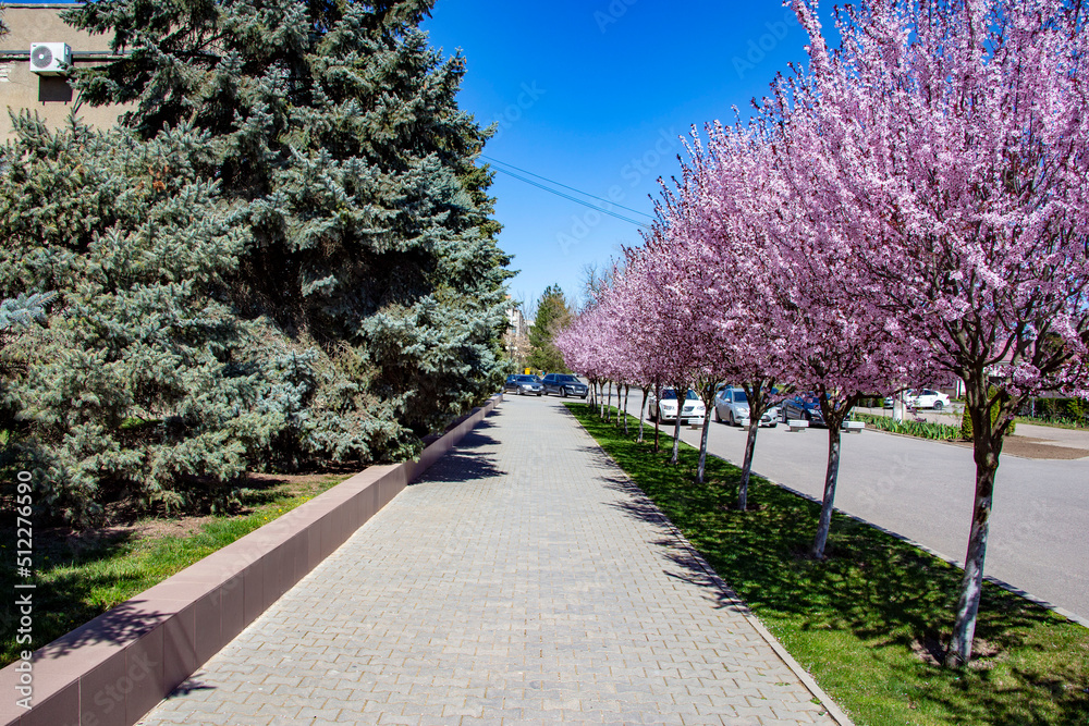 blossom in spring blossom in spring