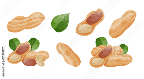 Set of Peanut with leaves Design elements. watercolour style vector illustration.	