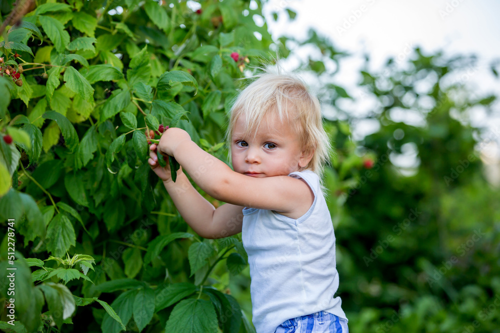 Little toddler boy, child, gathering raspberiies Little toddler boy, child, gathering raspberiies