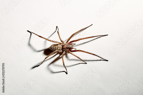 Fotografiet Predatory spider isolated on white background