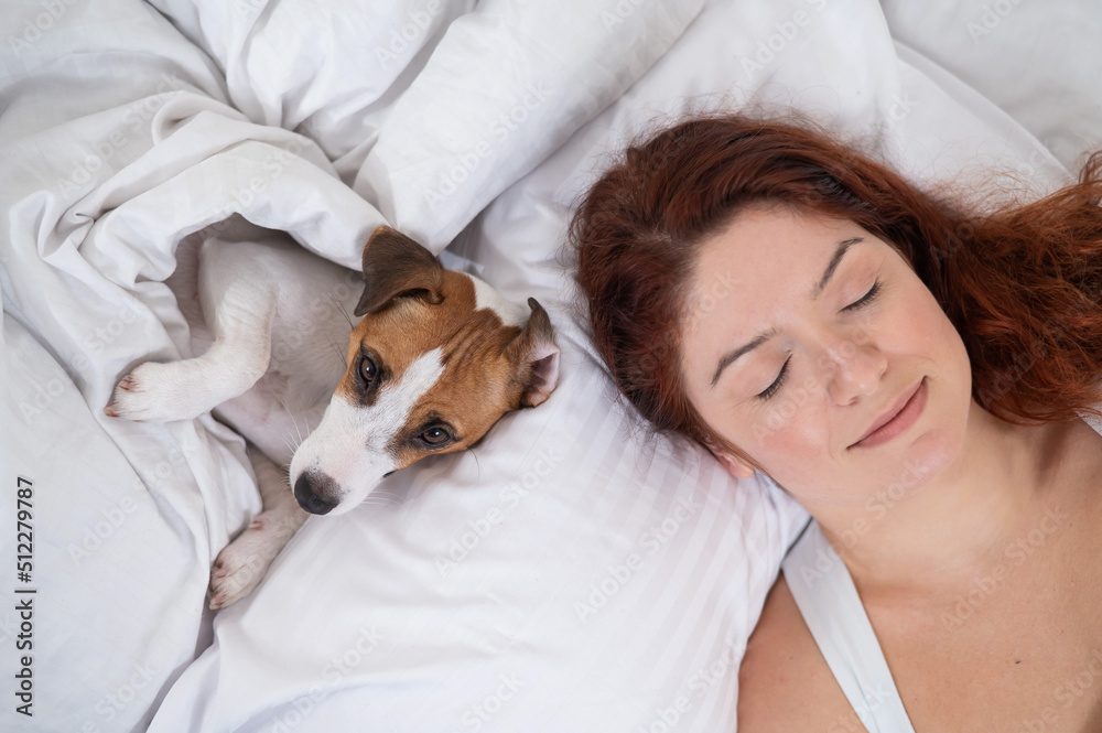 Jack Russell Terrier dog lies with the owner in bed. Jack Russell Terrier dog lies with the owner in bed.