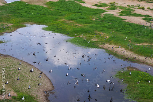 Oiseaux dans la Loire