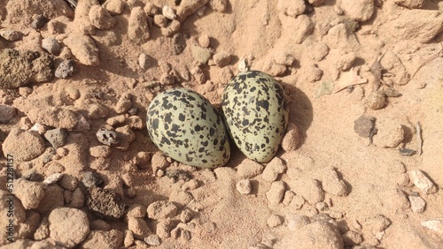 Red wattled lapwing egg in the field, close up view photo