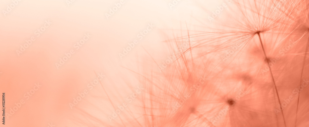 Obraz premium a drop of water on a dandelion. dandelion on a red background with copy space close-up. banner