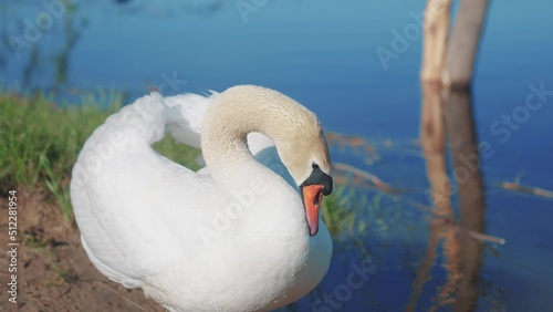 swan on the pond. wild white big swan a on the shore near the river. nature wild lifestyle birds concept. beautiful white swan close-up in nature on the pond