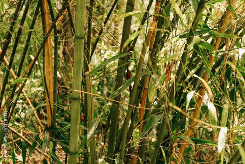 Green bamboo stems in a forest. Space for text