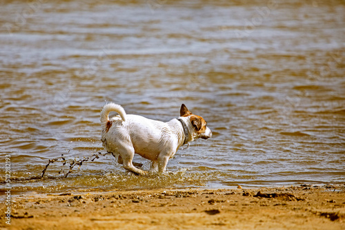 funny wet jack russell terrier runs along the water on the beach in sunny sand, horizontal photo