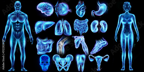 Medical concept, set of human organs and human bodies. Ultrasound, x-ray, hologram. Medical care, anatomy, transplantology. 3D illustration, 3D render. photo