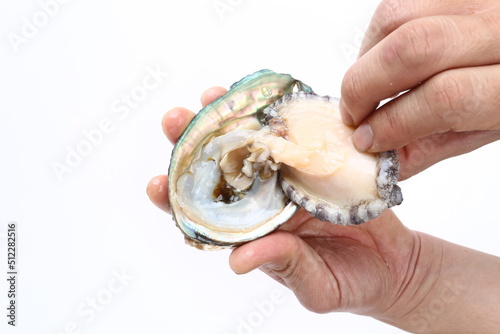 abalone photo