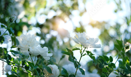 Fototapeta Naklejka Na Ścianę i Meble -  abstract blurred floral natural background. gentle dreamy image with white roses flowers. Magic romantic artistic scene. spring summer season. template for design