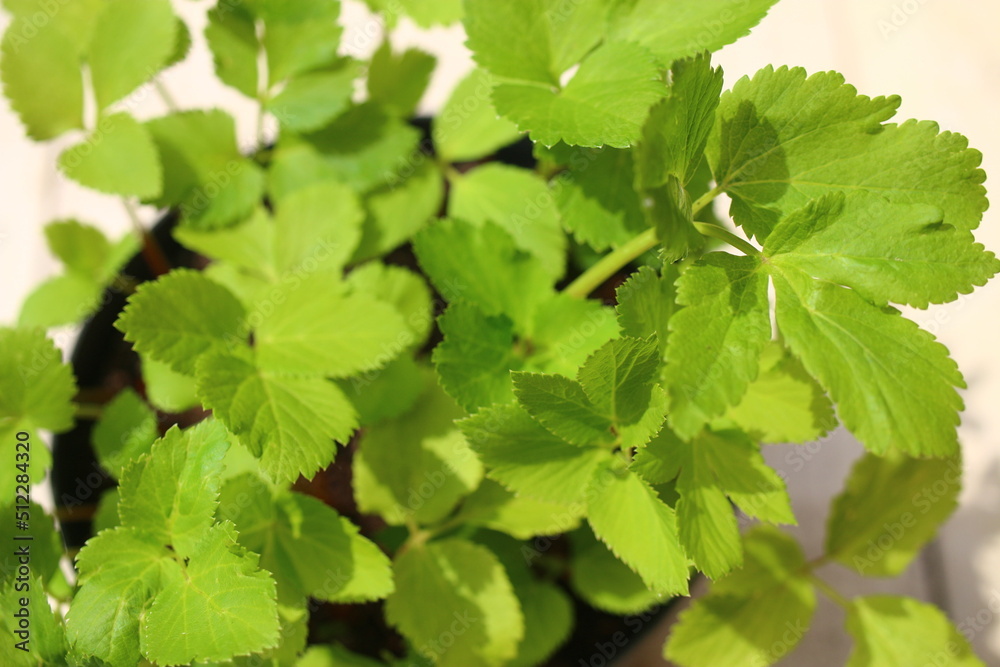 Dzięgiel litwor Angelica arcydzięgiel herbs