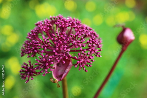 arcydzięgiel ozdobny Angelica gigas