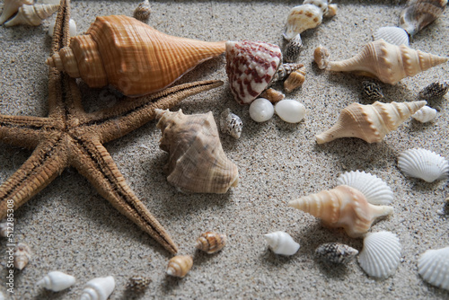seashells and starfish on the sand