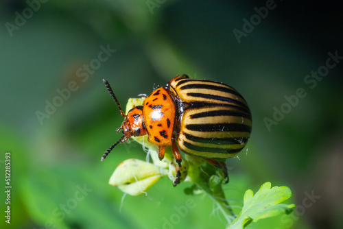 The Colorado potato beetle, Leptinotarsa decemlineata, eats leaves. Macro shooting. Soft focus. Green background