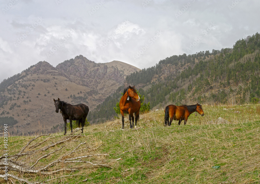 Three horses are grazing in a mountain meadow.