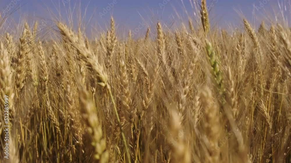 Farmer wheat field. Agriculture. Ears of golden wheat at sunset. Harvesting on fertile soil. Golden wheat field. Harvest on fertile soil. Wheat ears in sun. Farmer fertile field. Agriculture concept