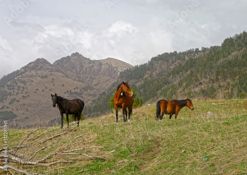 Three horses are grazing in a mountain meadow.