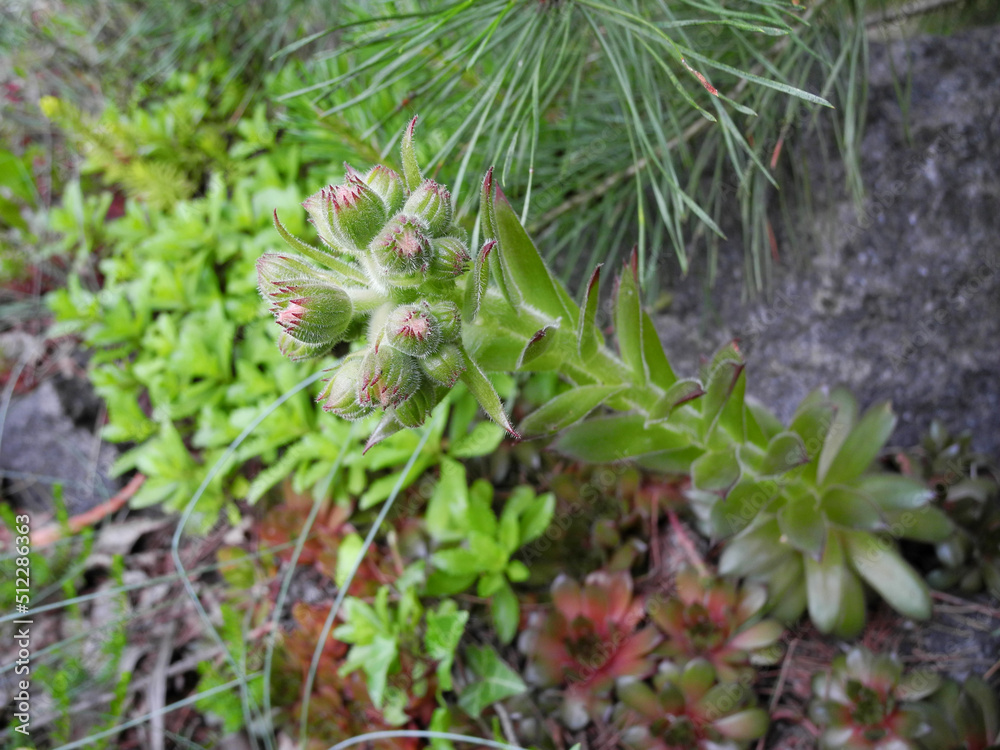 Flowering Sempervivum (houseleeks or liveforever), succulent perennials ground cover plant for flower beds decorating in arid regions Flowering Sempervivum (houseleeks or liveforever), succulent perennials ground cover plant for flower beds decorating in arid regions
