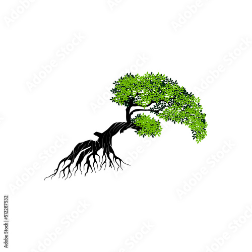 Foto Aruba, Netherlands Antilles. Divi divi tree on the beach