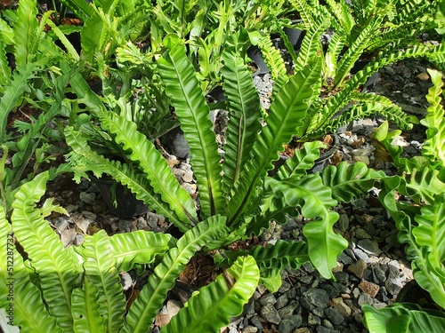 Asplenium nidus var. plicatum is a single-leaf fern with long wavy edges along the base of the leaves, brown. It is commonly grown as an ornamental plant in the garden. photo