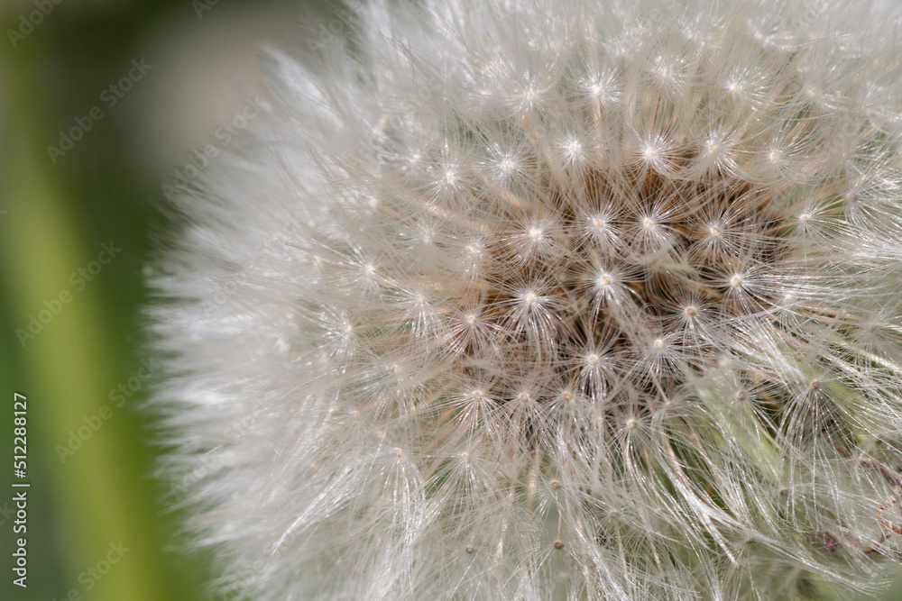 Obraz premium Closed Bud of a dandelion. Dandelion white flowers in green grass.