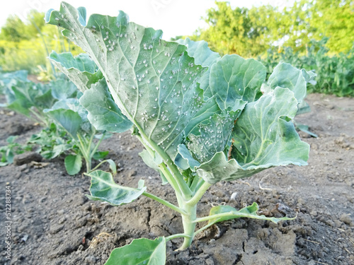 Pests of plants, whitefly on cabbage in the field photo