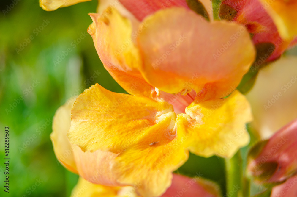 Naklejka premium A macro show of a snapdragon or amtirrhinum flower