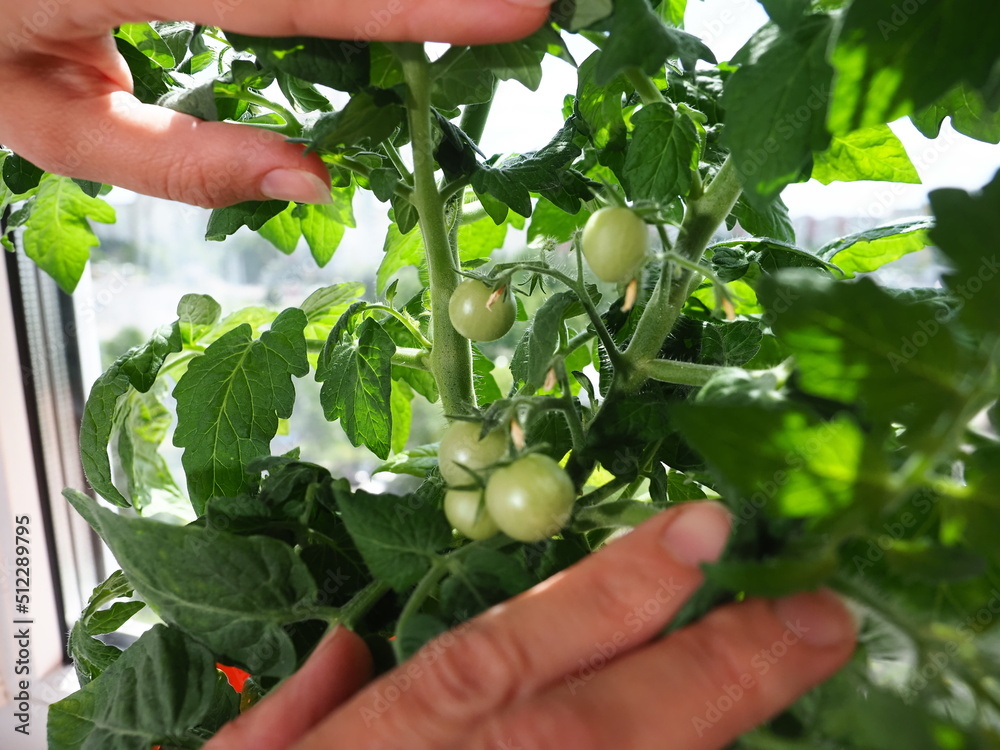 Growing tomatoes in home indoors. Green vegetables on the branches open hand Growing tomatoes in home indoors. Green vegetables on the branches open hand