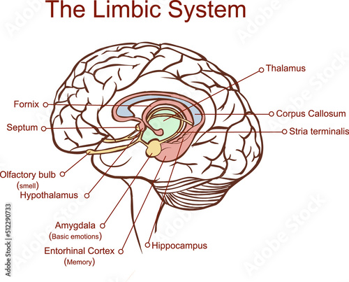 Cross section through the brain showing the limbic system and all related structures photo
