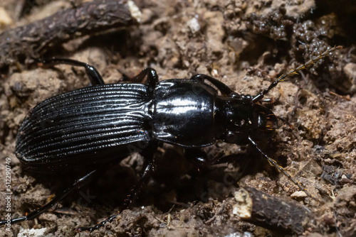 summertime macro photos in europe black beetle crawling on forest soil