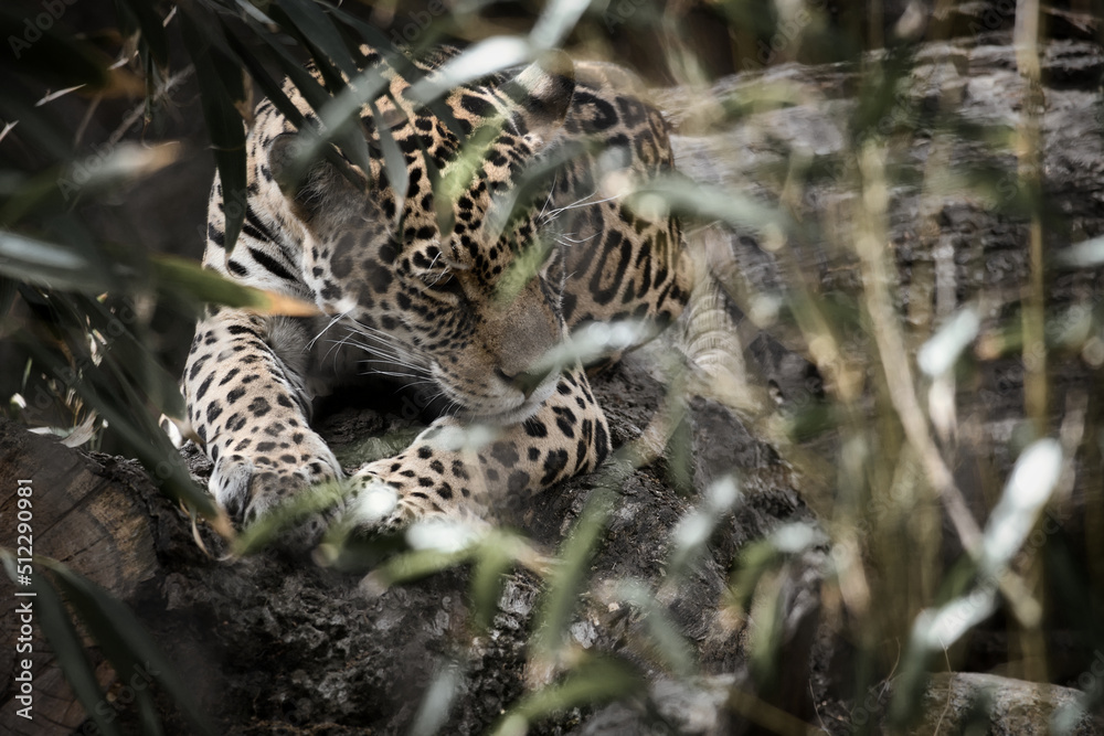 Jaguar lying behind grass. spotted fur, camouflaged lurking. The big cat is a predator.