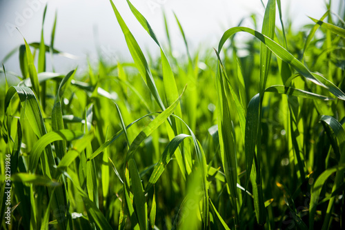Fresh green blades of grass in spring