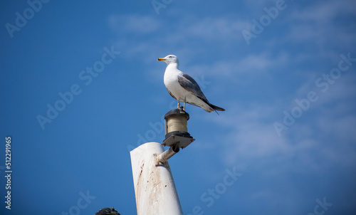 Great Herring Gull perched on a post