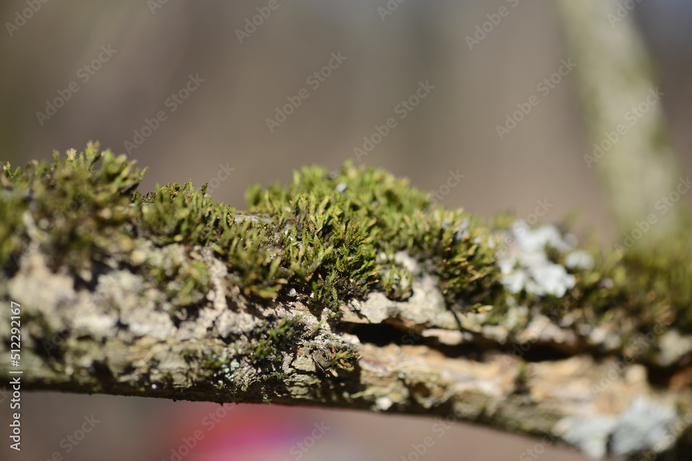green spring moss on a tree branch