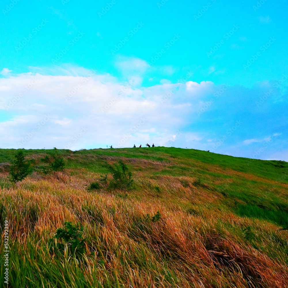 Obraz premium field and blue sky