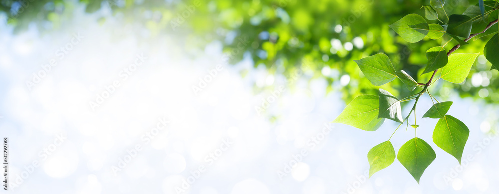 Tree branch with leaves in front of blue sunny sky - obrazy, fototapety, plakaty 