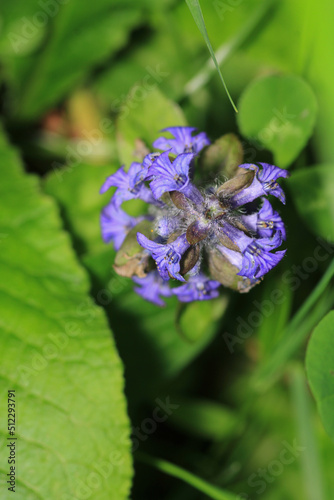 natural purple salvia miltiorrhiza photo photo