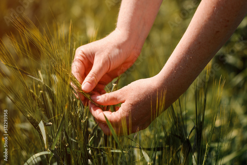 Agronomist touching unripe barley spikes in cultivated field. Closeup of female hand on plantation in agricultural crop management concept.