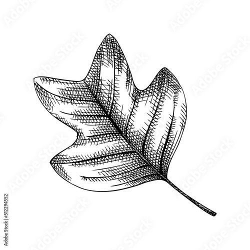 Decorative autumn leaf sketch. Tulip tree foliage drawing. Hand drawn botanical element in sketched style. Sketched  fall leaves illustrations. For Thanksgiving day design.
