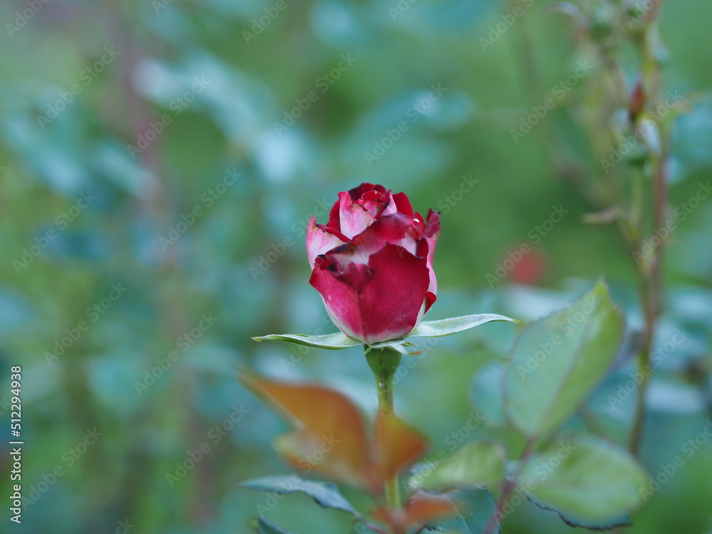 Obraz premium red rose in the garden
