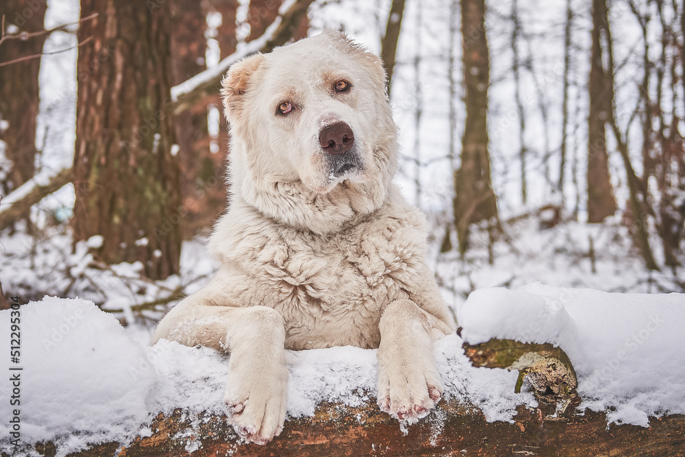 Dog breed caucasian shepherd close-up
