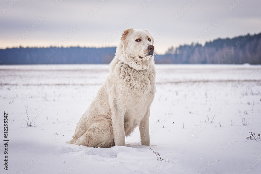 alabai sits on the field, winter photo