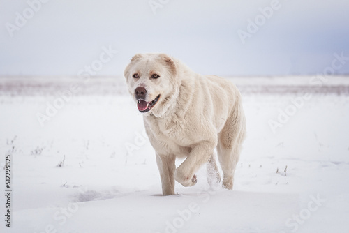 Dog breed Caucasian Shepherd runs through the snow photo