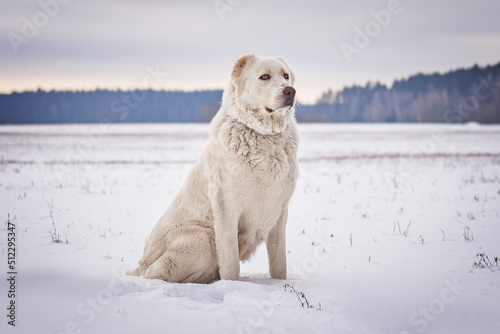 Obraz na płótnie alabai sits on the field, winter photo w salonie