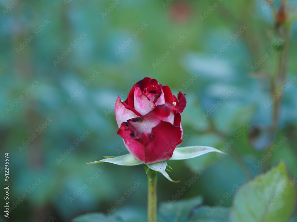 single red rose