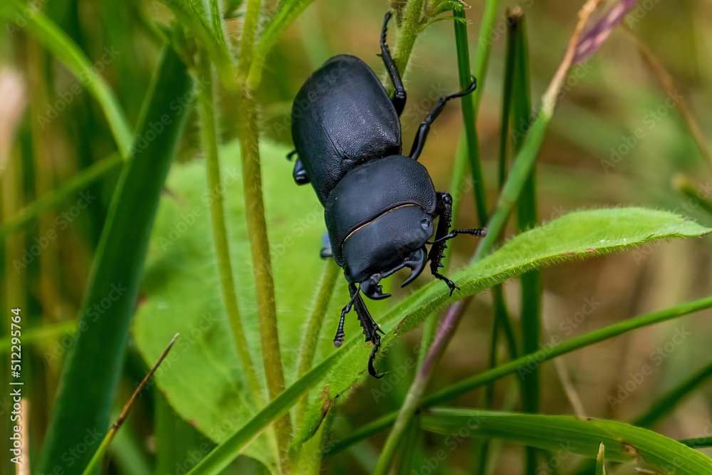 female deer beetle crawls in the tall grass on a sunny day close-up macro female deer beetle crawls in the tall grass on a sunny day close-up macro