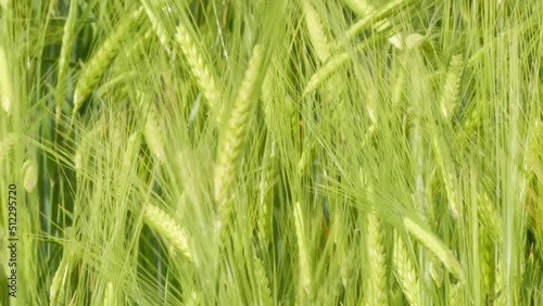 Close up of vibrant green wheat plants in springtime, moved by wind, day photo