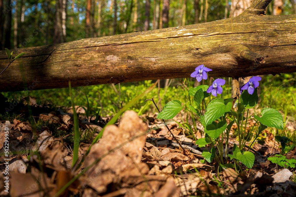 forest violet bush in the forest a fallen log forest violet bush in the forest a fallen log