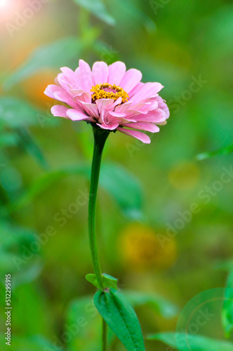 pink cosmos flowers