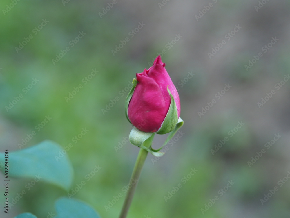 Obraz premium single red rose